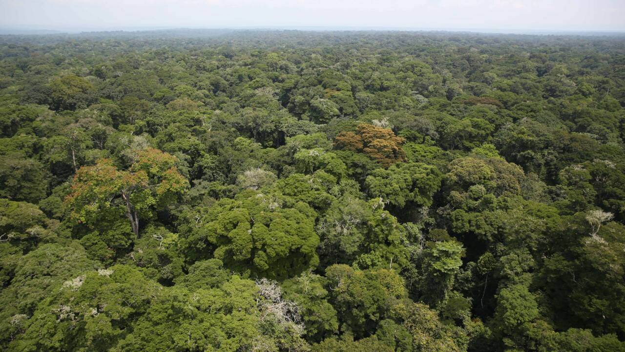 Biodiversité : 7 600 milliards USD de capital naturel inexploité en Afrique